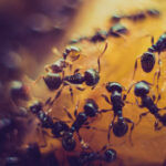 How to get rid of ants?