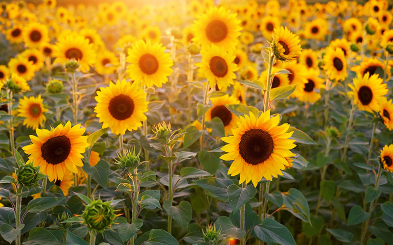 Sunflowers, How to Plant, Grow, and Care