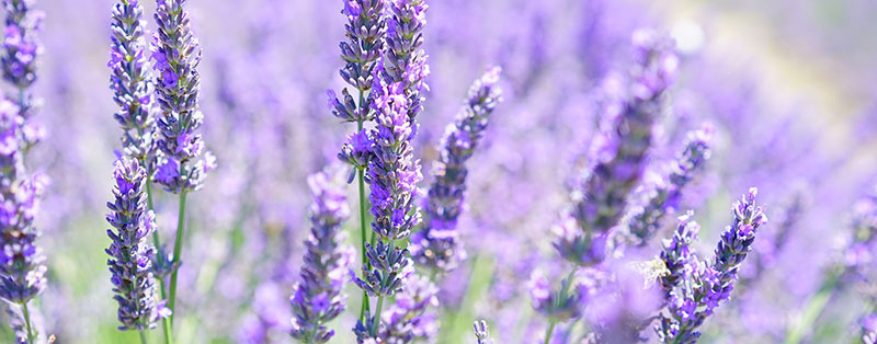 ants hate the smell of lavender