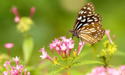 How to create the perfect butterfly garden?