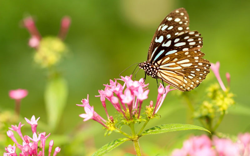 How to create the perfect butterfly garden?