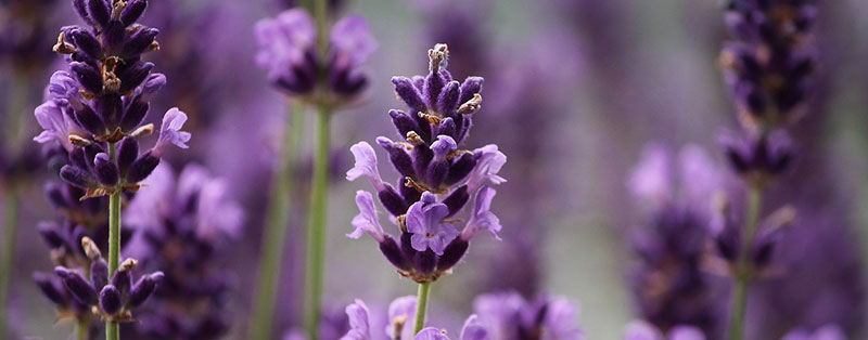 Why plant lavender in your garden?