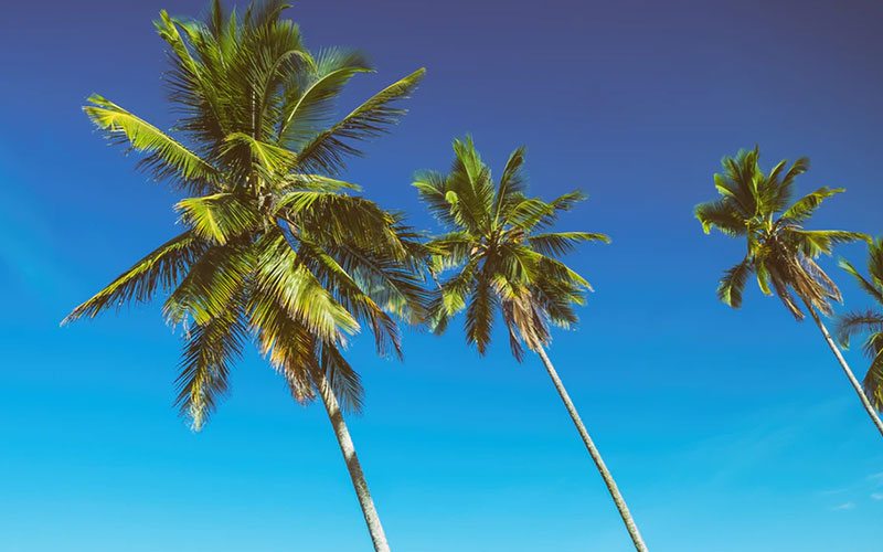 6 Types of Palm Trees that are winter-hardy