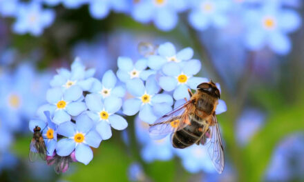 Create the Perfect Bee Garden: Tips for a Buzzing Haven