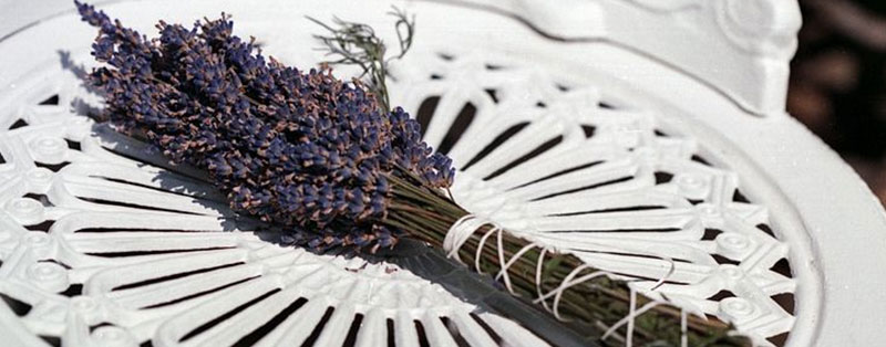 dried lavender plant