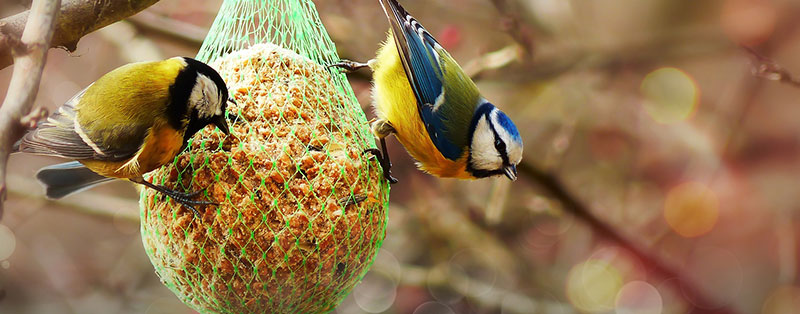 Attract Birds to your garden with Food