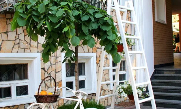 Tree for Small Garden: Adding Natural Charm to Limited Spaces