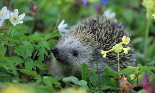 The Ultimate Guide to Creating a Hedgehog-Friendly Garden: Tips, Tricks, and DIY Ideas!