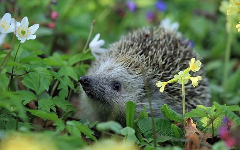 The Ultimate Guide to Creating a Hedgehog-Friendly Garden: Tips, Tricks, and DIY Ideas!