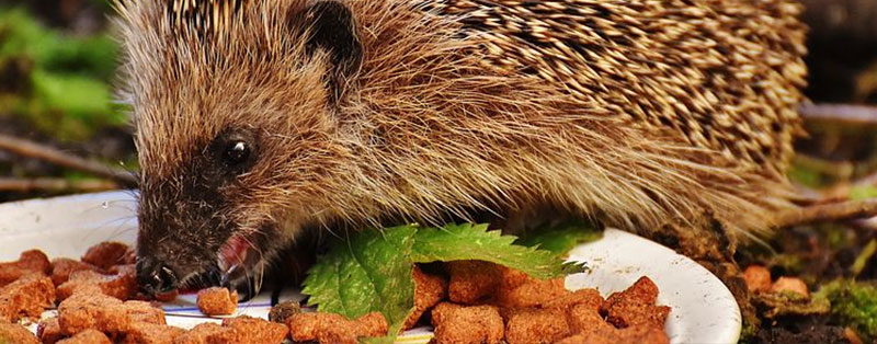 food and water for hedgehogs