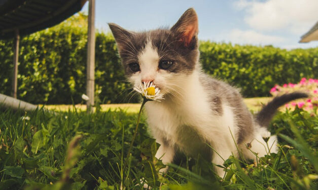 Poisonous plants for dogs and cats, an overview