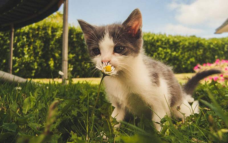 Poisonous plants for dogs and cats, an overview