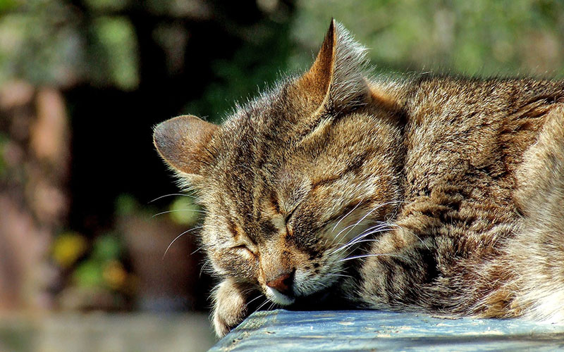 How to keep cats in your garden, 6 ways