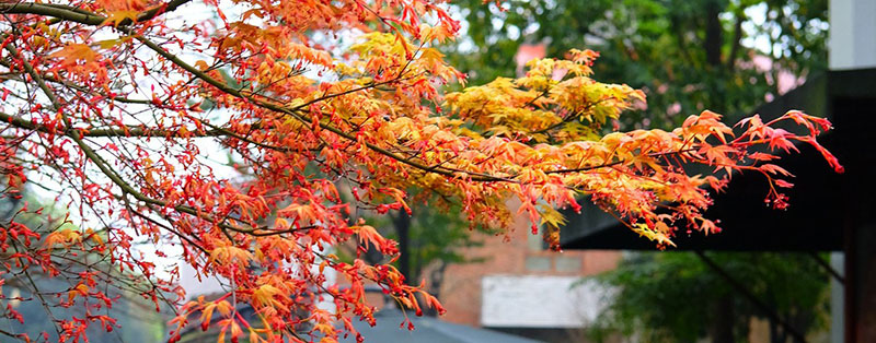 Acer Palmatum, the Japanese maple