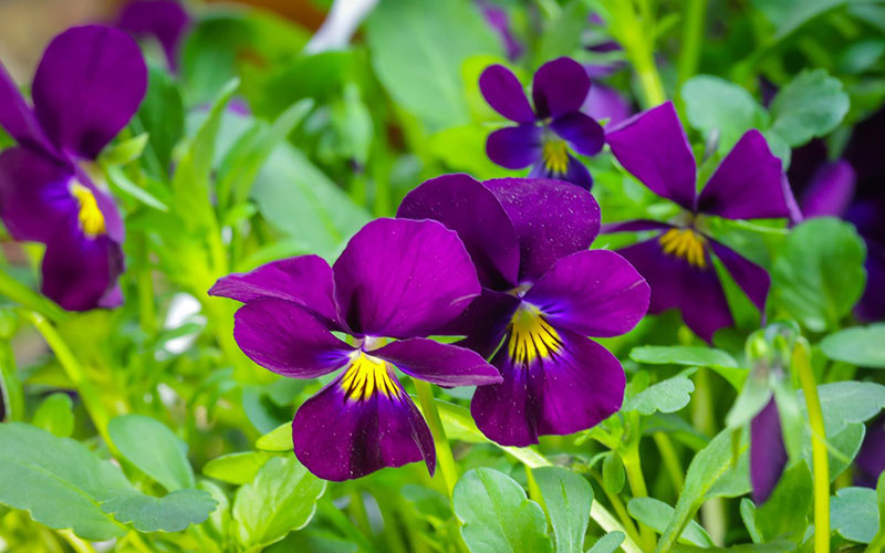 Everything you want to know about Violets