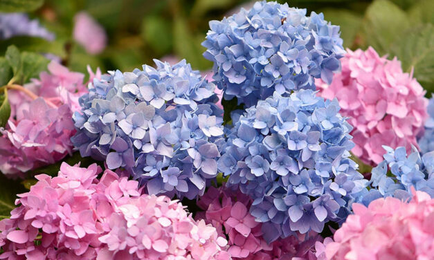The 17 most beautiful hydrangea varieties