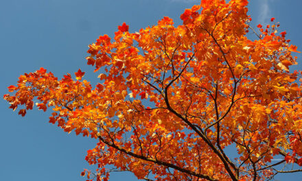 The 28 most beautiful types of maple trees