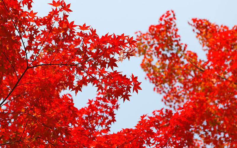 Japanese maple, the eye-catcher in your garden