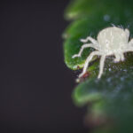 Spider mites, What are they, and how to get rid of them