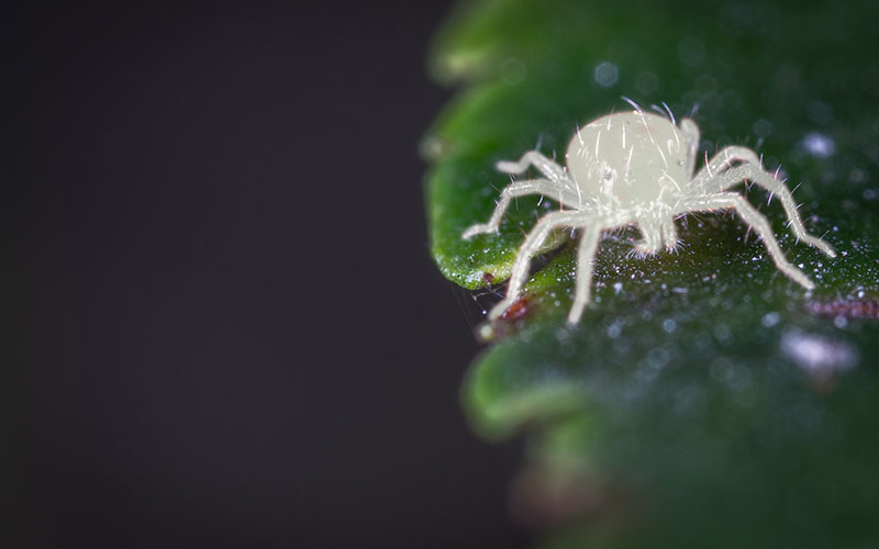 Spider mites, What are they, and how to get rid of them