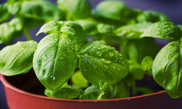 Basil, how to Plant, Grow, and Harvest