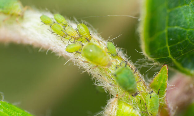 Aphids on your plant? 7 tips to take control