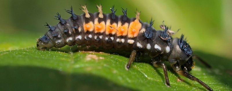 the larva of a ladybug