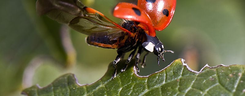 ladybugs eat spider mites