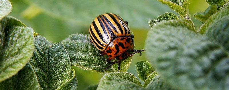 species of ladybugs