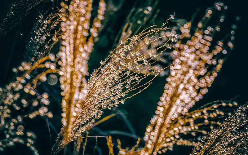 The 20 most beautiful Ornamental Grass types