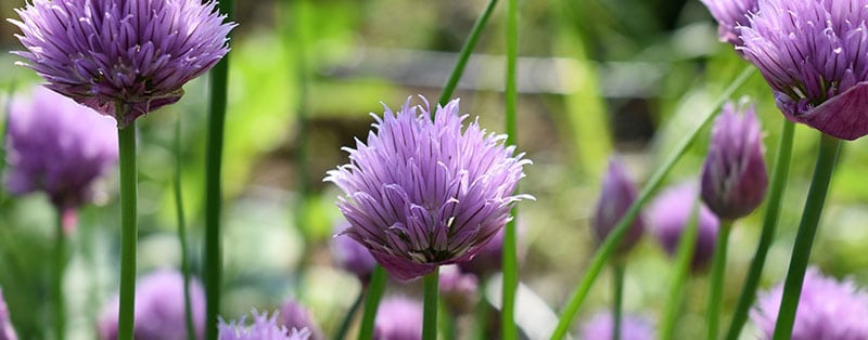 is the chives flower edible?