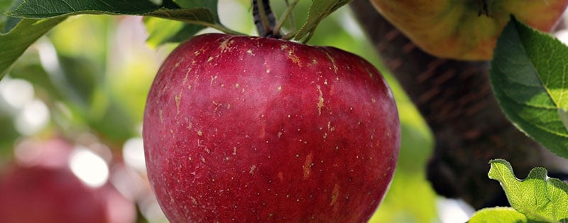 how to care for an apple tree