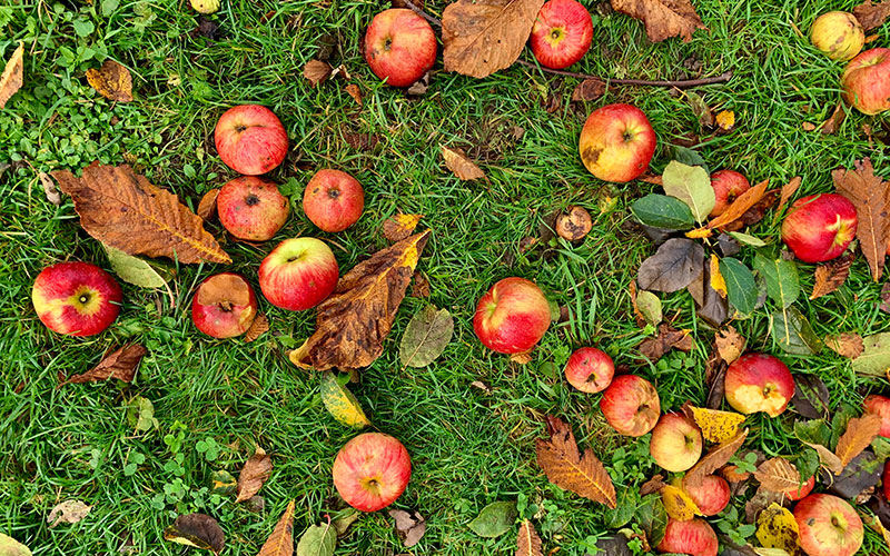 Apple tree varieties, which one do you pick?
