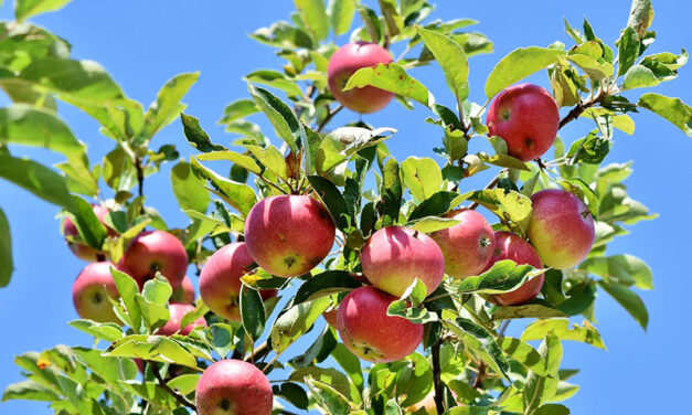 Apple tree pruning, origin and care