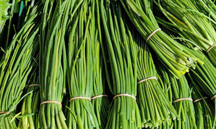 Chives, an indispensable herb in Garden & Kitchen