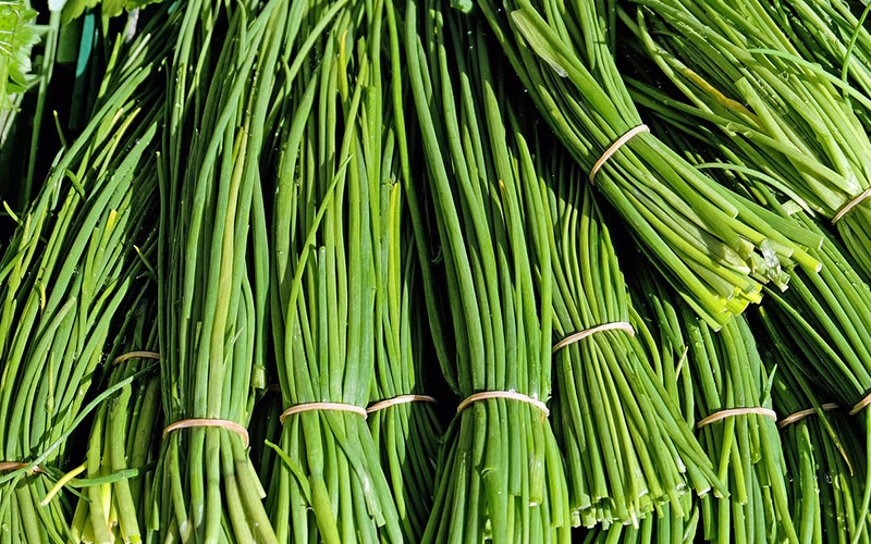 Chives, an indispensable herb in Garden & Kitchen