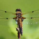 Do dragonfly sting? Facts and Fables about Dragonflies.