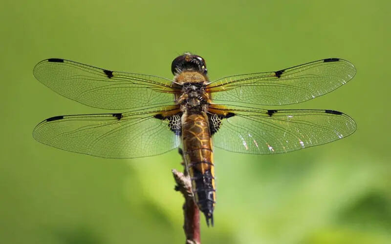 Do dragonfly sting? Facts and Fables about Dragonflies.