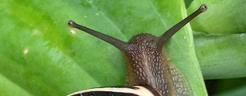 Do snails have eyes?