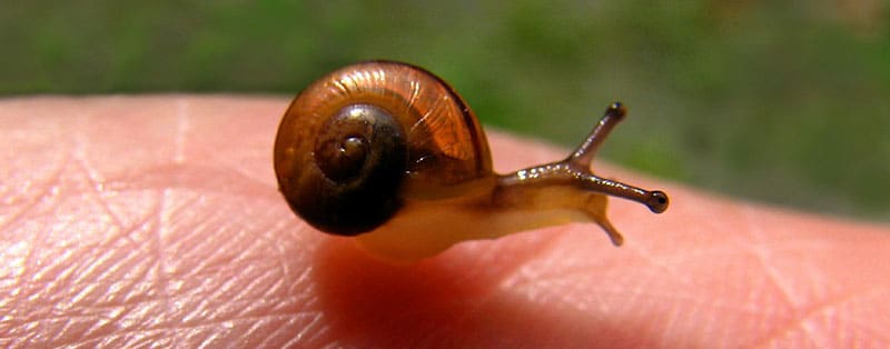 How are snails born?