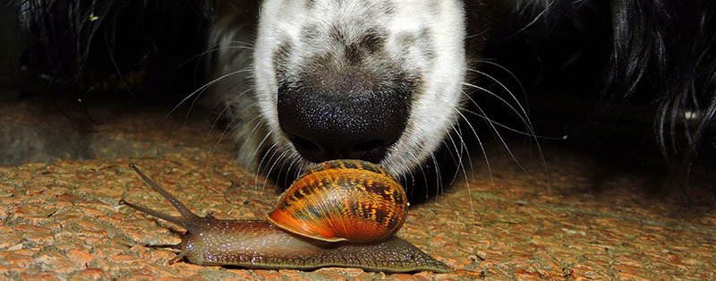 dog eats snail
