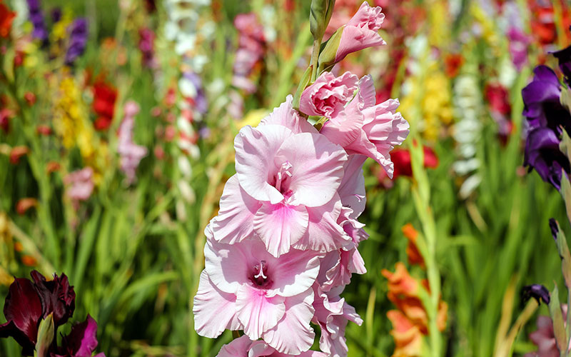 Gladiolus, colorful flowers with a special meaning