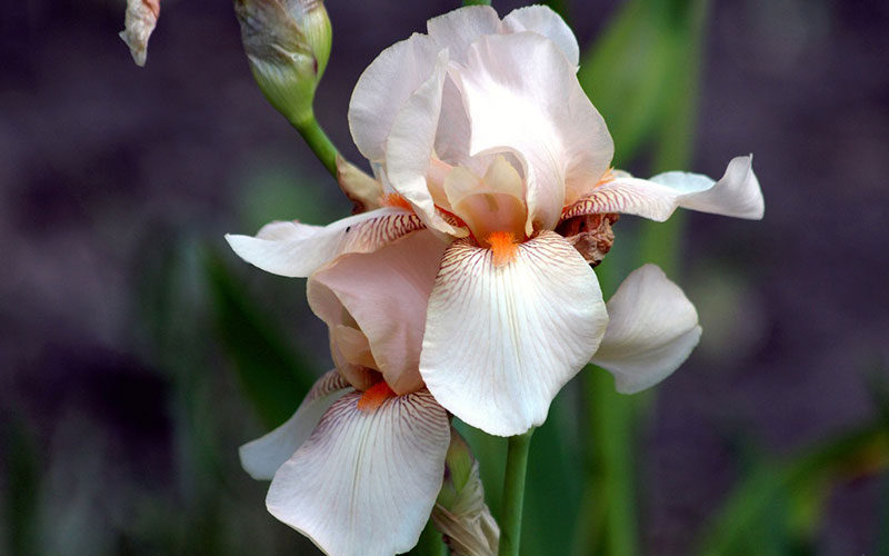 Iris flowers: Tips, types and more