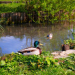 9 essential tips for Pond Maintenance