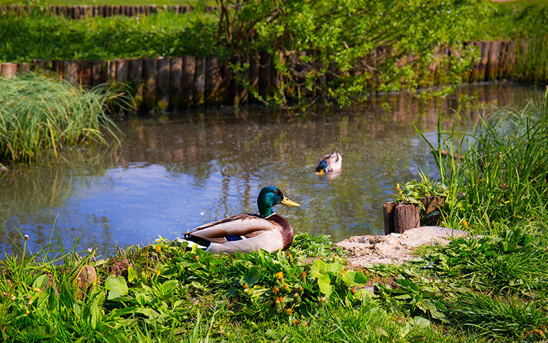 9 essential tips for Pond Maintenance