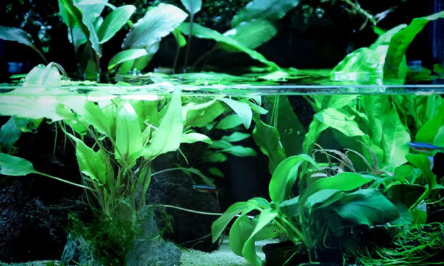 How important are aquatic and marsh plants in a pond?