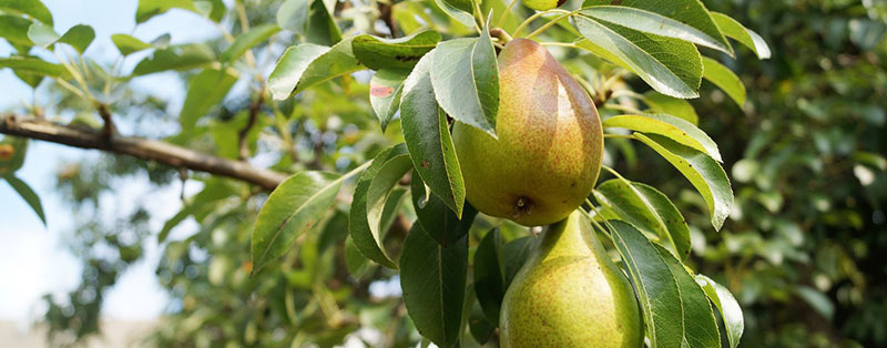 pear tree types