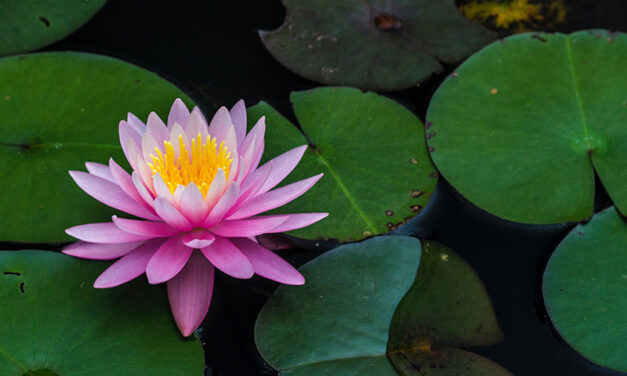 Water lilies, the 7 most beautiful types