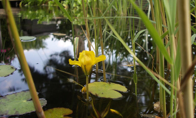 11 Swamp Plants that are suitable as Helophytes