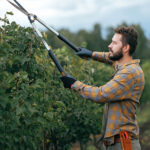 Pear tree pruning, when and how?